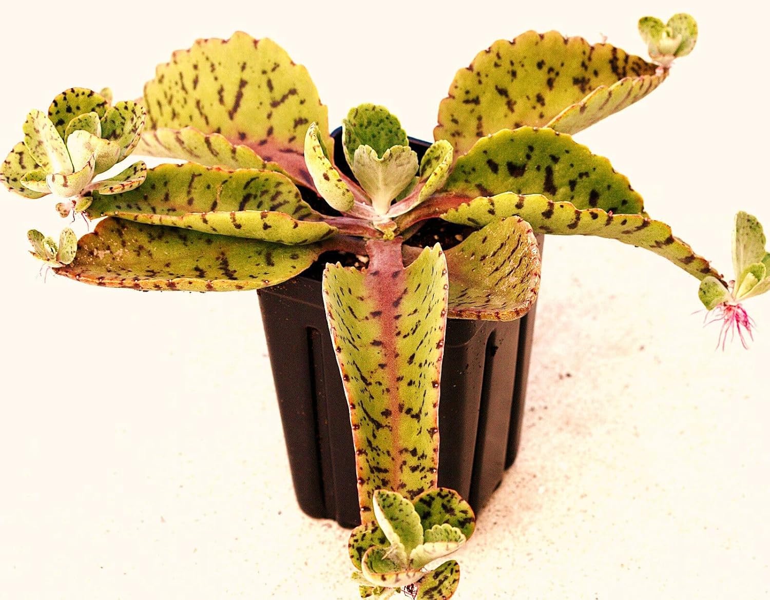 Kalanchoe Gastonis Flower Seeds – Heirloom Non-GMO Seeds for Succulent and Indoor Garden Planting - Gastonis for planting in home garden